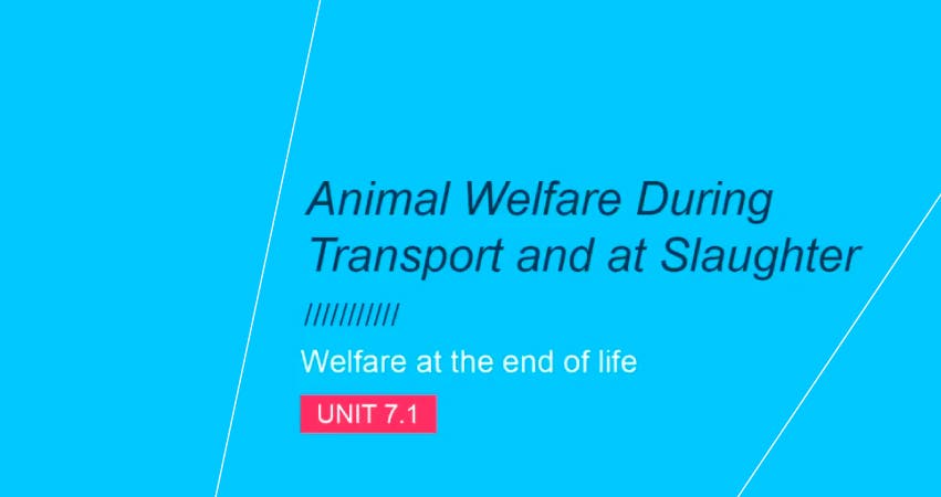 Bem-estar animal durante o transporte e abate: Unidade 7.1