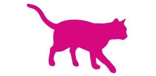 Cat Graphic