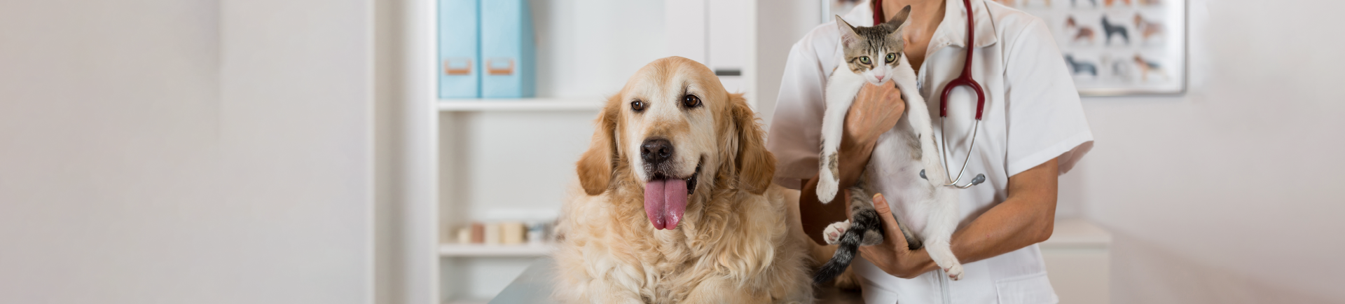 társállat állatorvos a klinikán kutyával és macskával