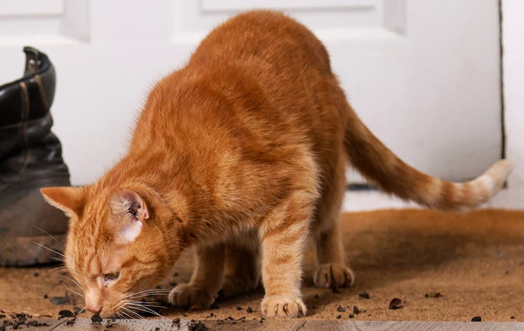 Cat sniffing dirt from muddy boots on the floor
