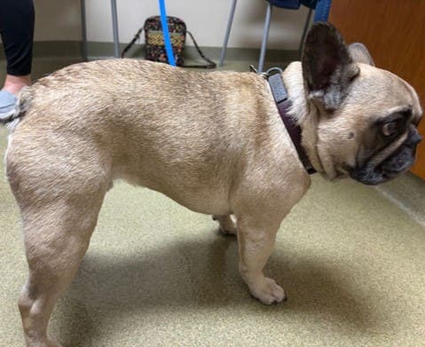 Frank after treatment with Zenrelia