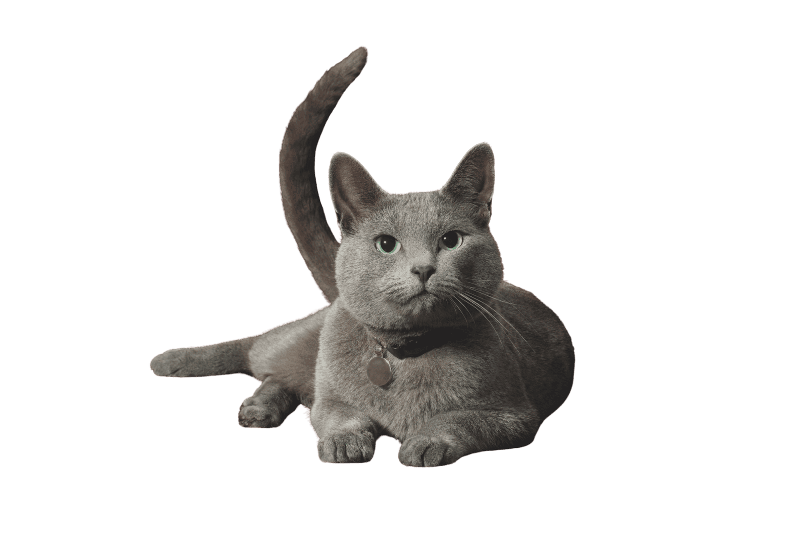 Grey cat lying down