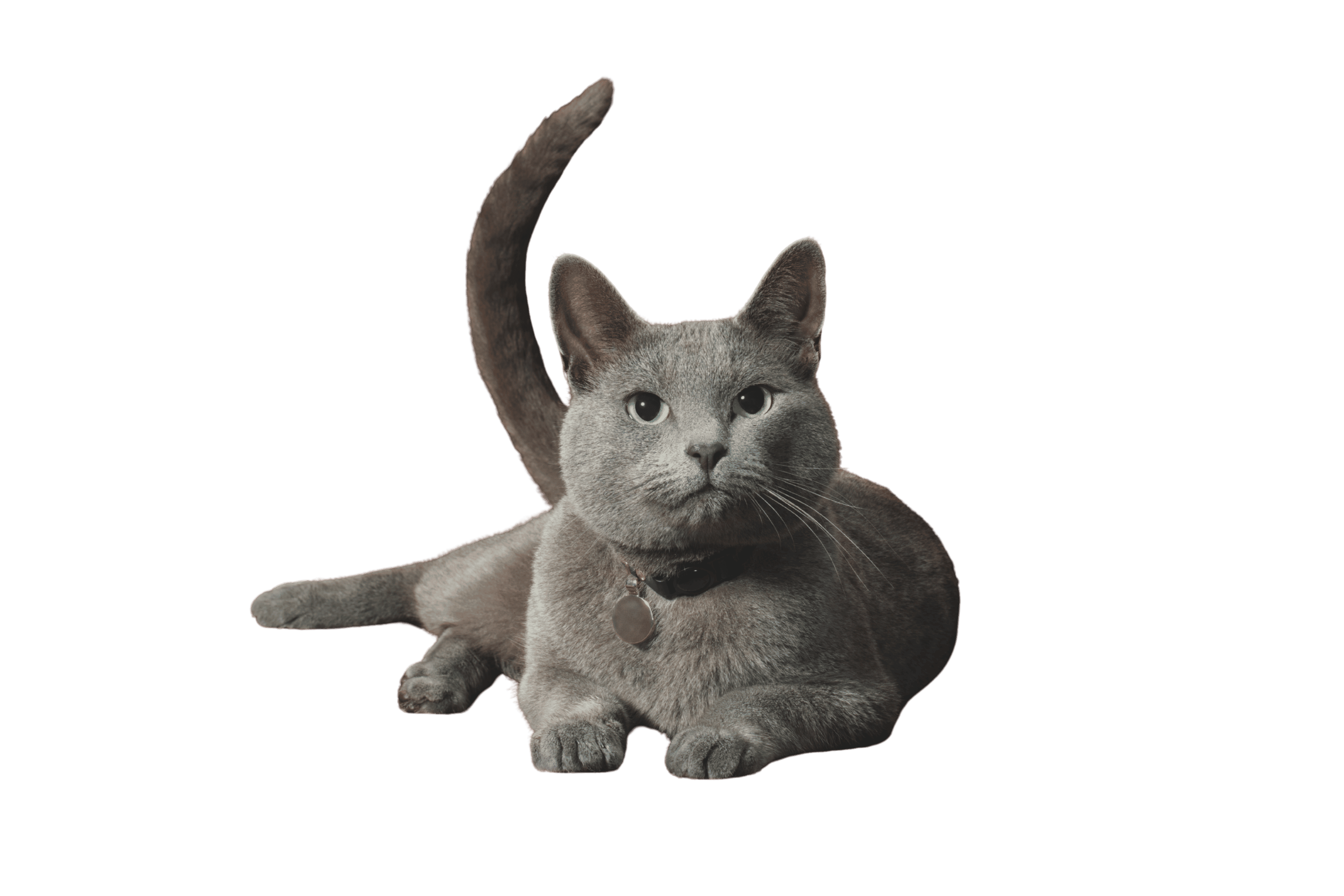 Grey cat lying down