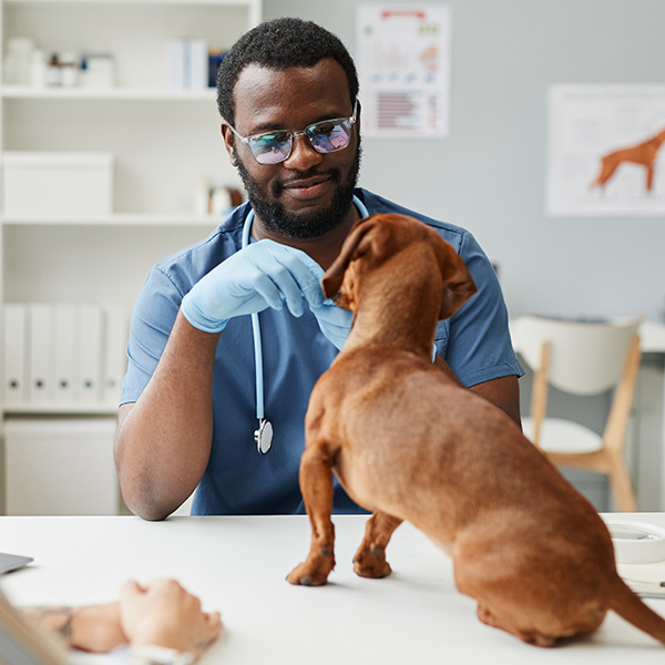 Circular photo of a male veterinarian in blue scrubs and glasses gently holding the chin of a small brown Dachshund on an exam table.
