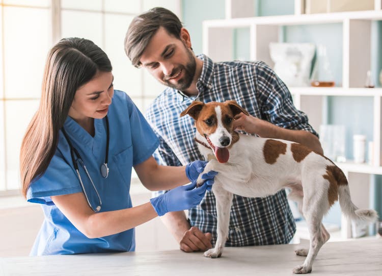 Vétérinaire avec chien.