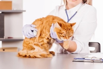 gato na mesa do veterinário na consulta