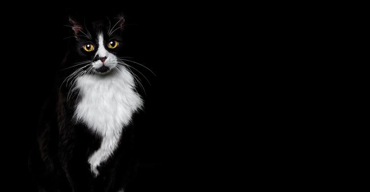 Video thumbnail of a black and white cat blending into a black background