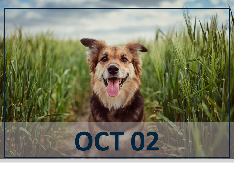 Dog in grass parasite protection credelio quattro