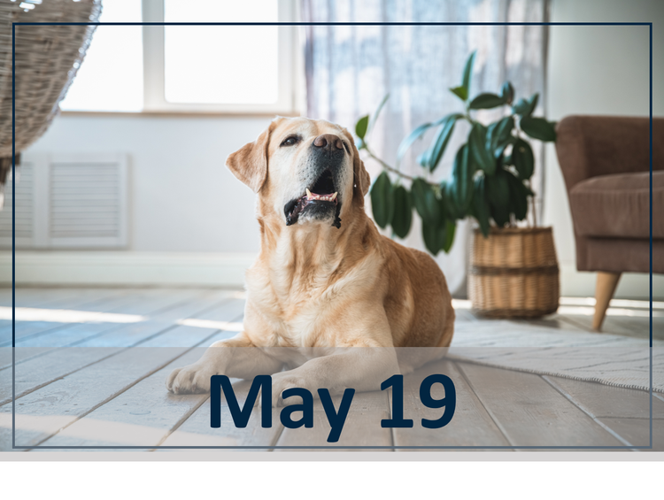 May 19th webinar header image