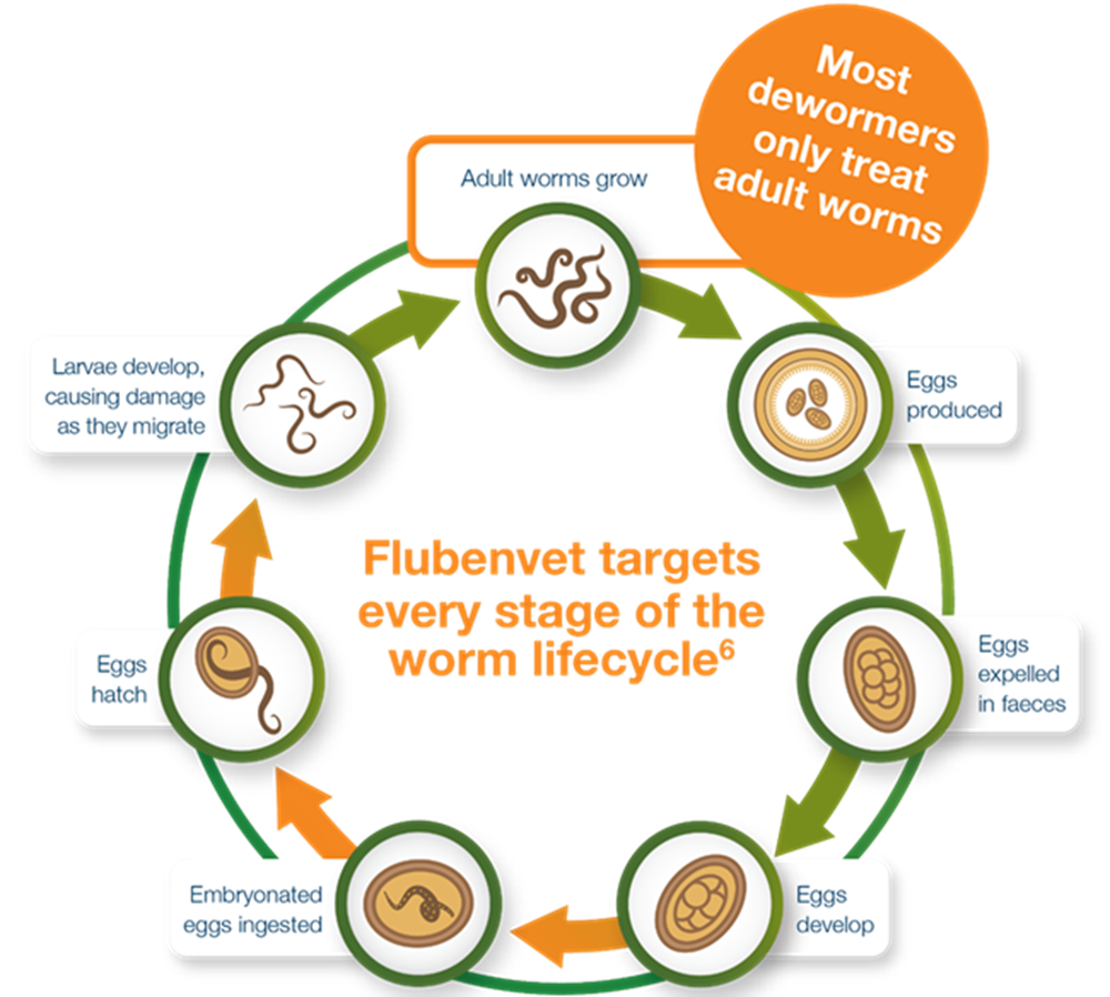 Flubenvet layer lifecycle