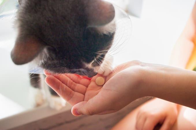 gato comendo remédio na mão