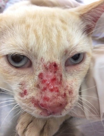 Relatos de casos do uso de Seresto em felinos - Caso 1