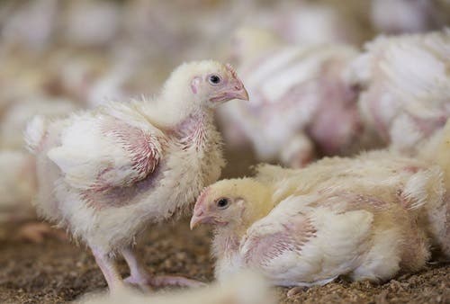 Broilers standing up and laying down