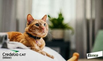 Developing Palatable Medicines for Cats CPD