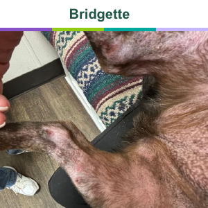 Bridgette before treatment with Zenrelia for itch