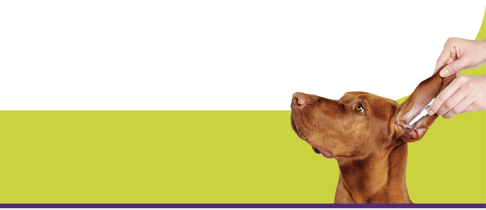 Banner cachorro otite Neptra