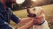 Zenrelia dog success stories