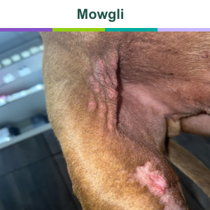 Mowgli before treatment with Zenrelia for itch
