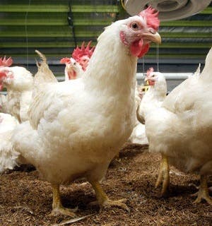 White chickens