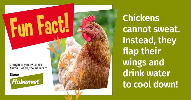 Chicken Social Posts Fun Fact