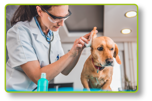 Veterinário checando orelha de cachorro