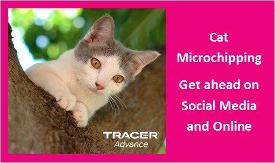 Compulsory Cat Microchipping - News & Social thumbnail