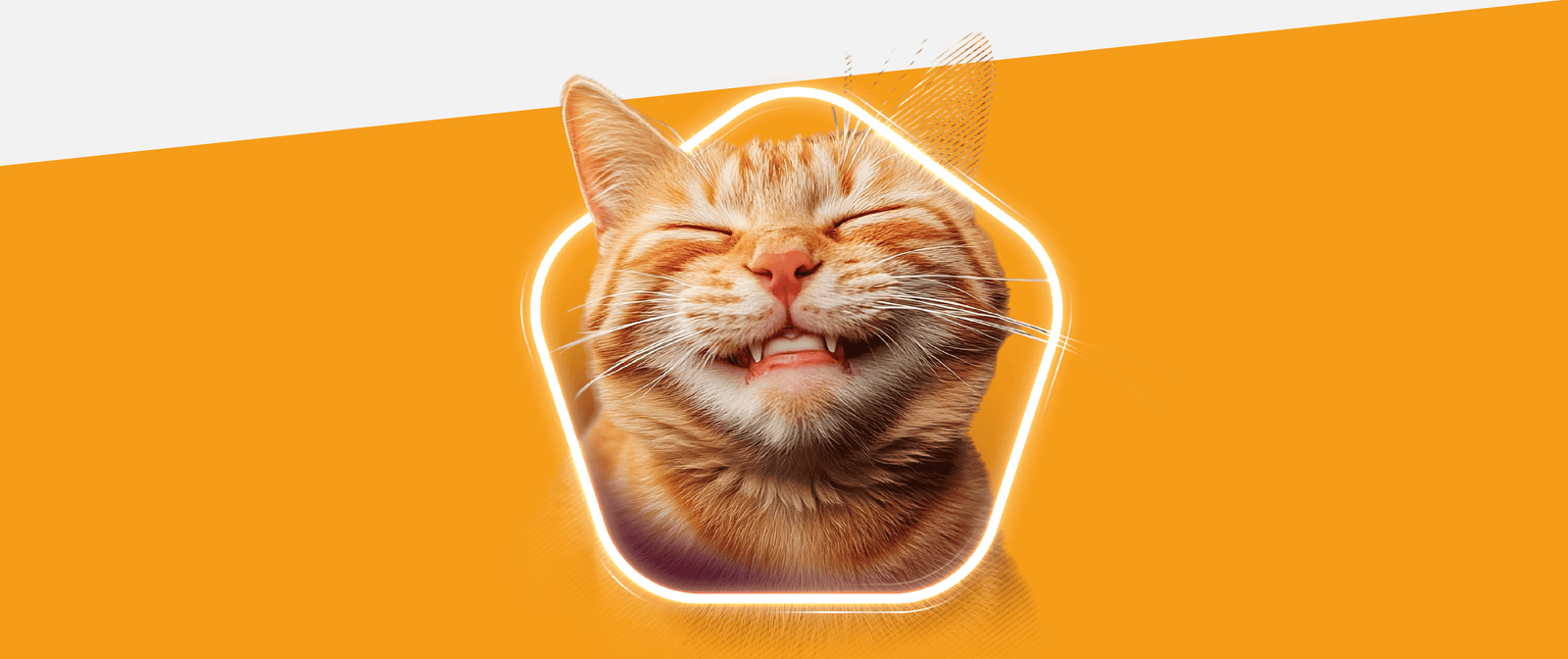 Gato laranja de olhos fechados e expressão sorridente ao centro de um contorno em forma de pentágono, sobre fundo laranja vibrante.