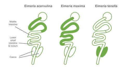 Different species of Eimeria 