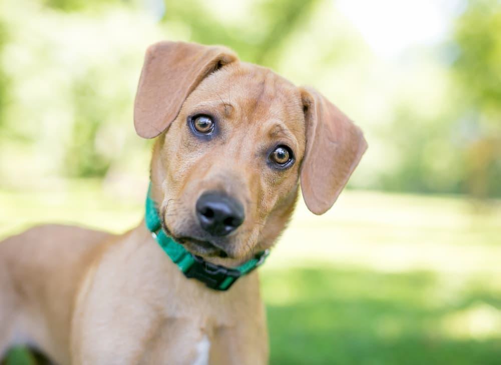 cachorro de coleira verde