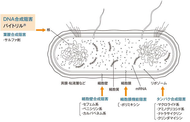 バイトリルの作用機序
