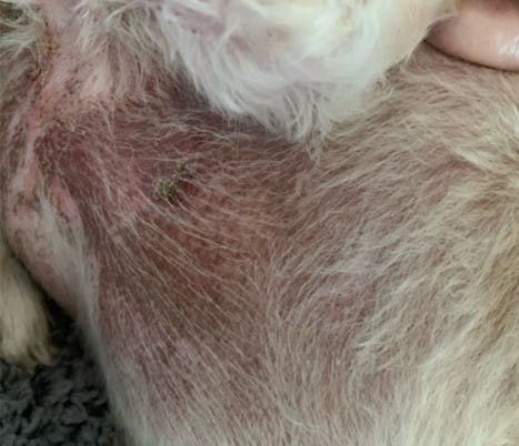 Molly before treatment with Zenrelia