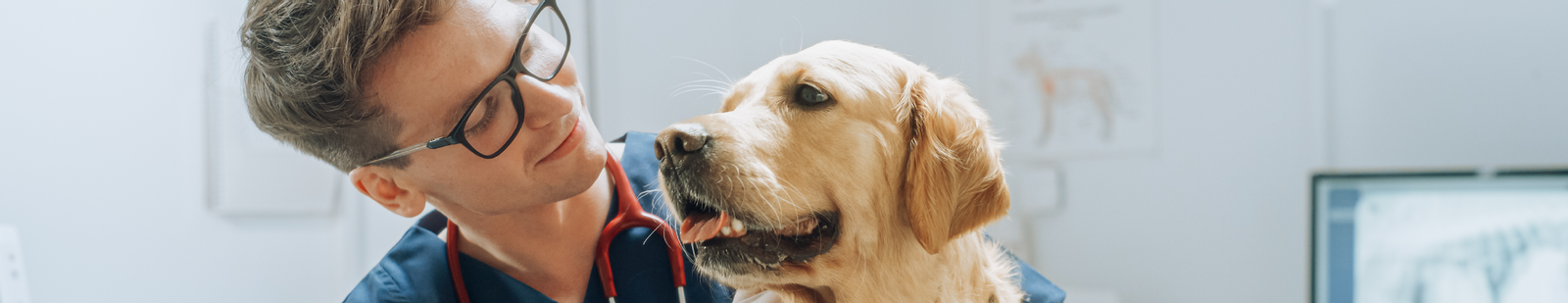 Golden Retriever, ao lado de um medico-veterinário.