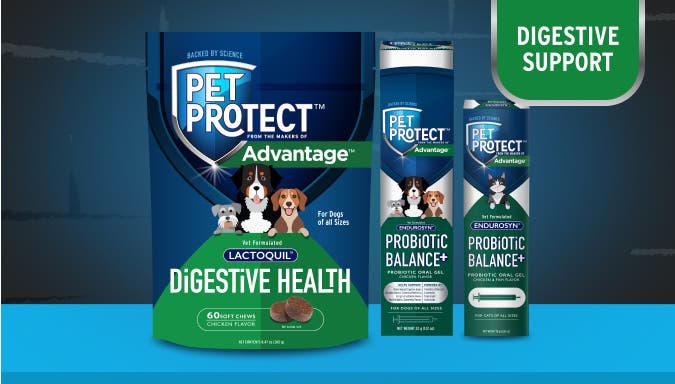 Digestive Support Supplements