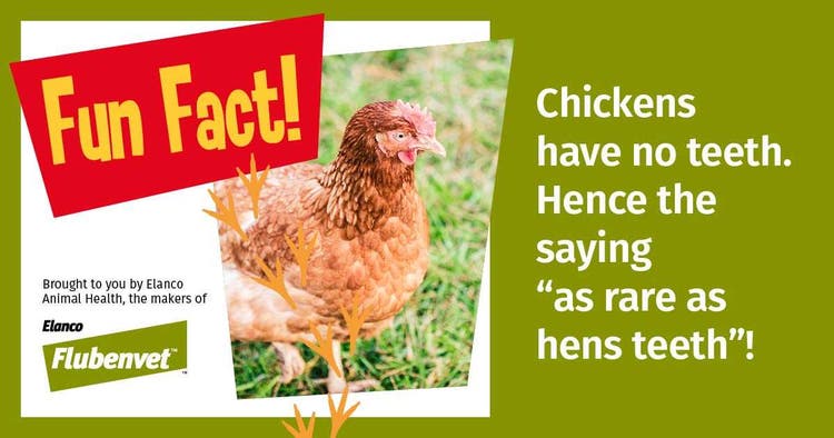 Chicken Social Posts Fun Fact