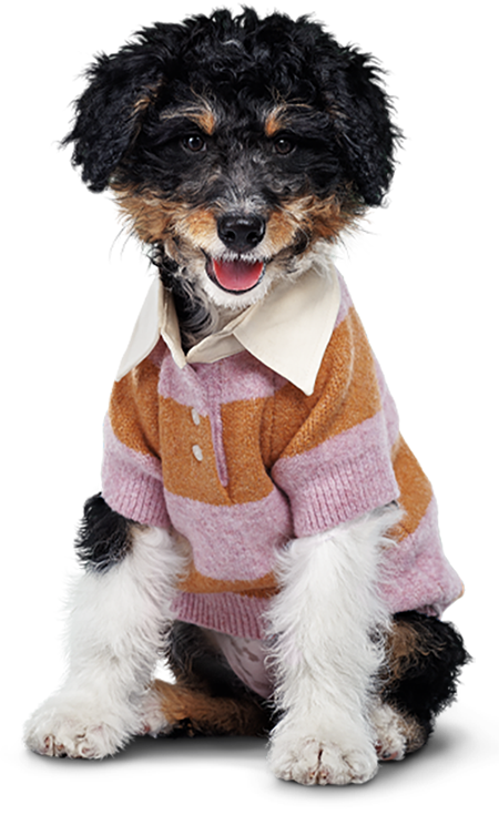 Playful marketing image of a fluffy tricolor puppy wearing a pink and orange striped sweater over a white collared shirt, set against a solid background.