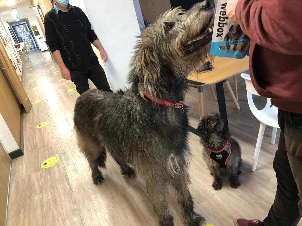 Cornwall Case Study. Two dogs in a vet practce