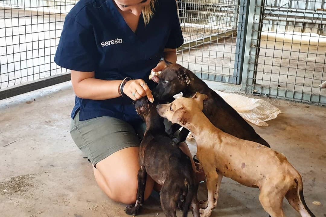 Animal handler caring for dogs