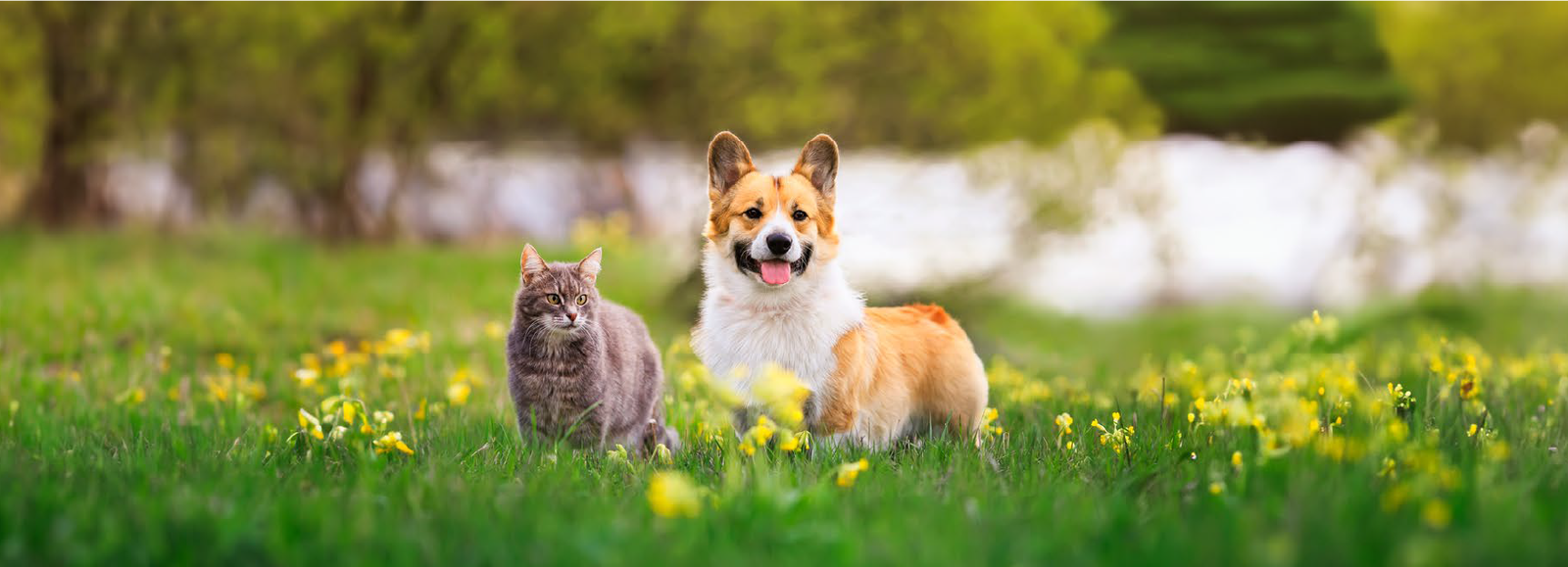 dois cachorros correndo brincando no gramado