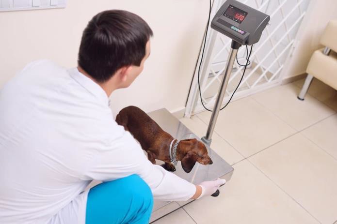 cachorro salsicha na balança no veterinário