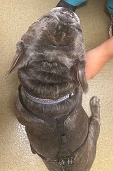 Coda after treatment with Zenrelia