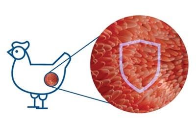 GALLIPRO FIT Intestinal Integrity image