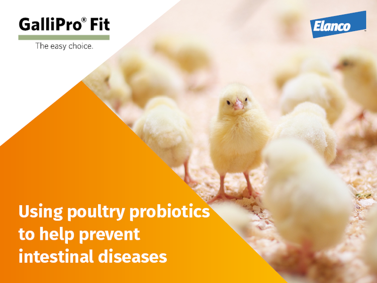 Using poultry probiotics to help prevent intestinal diseases thumbnail