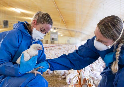 Lou and Nic broiler image
