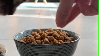 A black cat leaning forward to sniff or eat a small white pill being held in a person's open hand.
