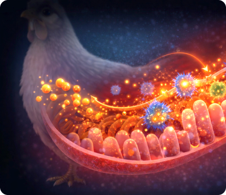 Chicken gut animaton image