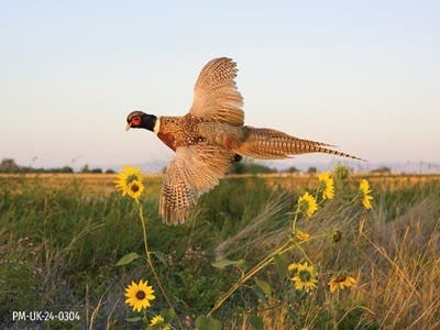 Pheasant flying