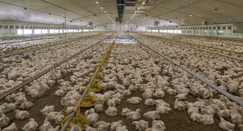 Broilers in the barn
