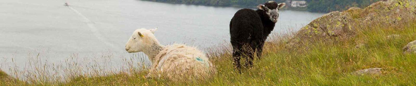 Sheep Health