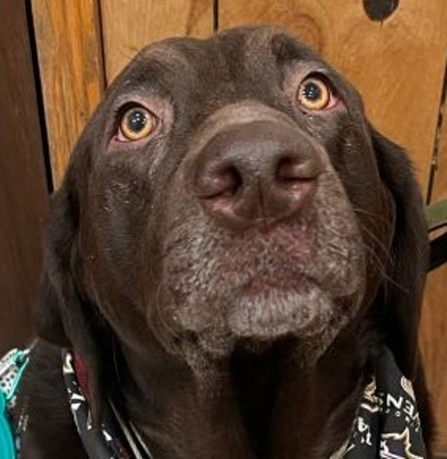 Hudson before treatment with Zenrelia