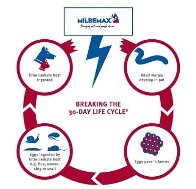 Milbemax breaks the worm life cycle